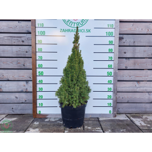 Smrek biely (Picea glauca) ´CONICA´ – výška 80-90 cm, kont. C10L